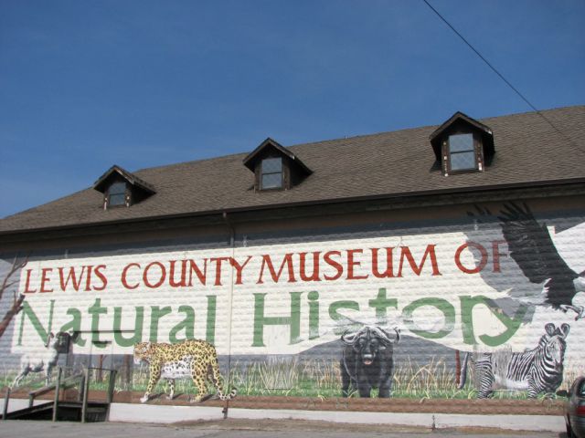 Lewis County Museum of Natural History 2
