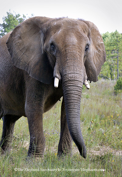 Elephant Sanctuary